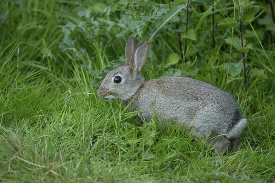 Rabbit (Oryctolagus cuniculus) adult animal in grassland, England, United Kingdom