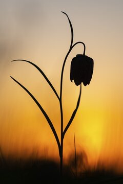 Snake's Head Fritillary (Fritillaria meleagris) at sunrise in a wet meadow in spring, Berne, Lower Saxony, Germany