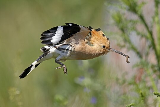 Hoopoe (Upupa epops) in flight with food, wildlife, Rhineland-Palatinate, Germany