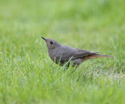 Black redstart (Phoenicurus ochruros), female ducks down in case of danger from a bird of prey, Lower Saxony, Germany