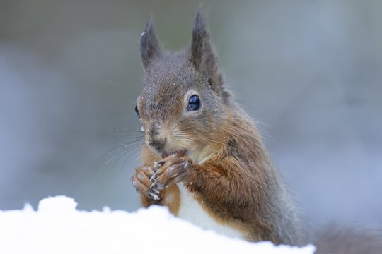 Red squirrel (Sciurus vulgaris) adult animal eating a nut in snow in winter, England, United Kingdom