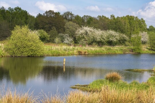 Blooming apple trees at Ahlhorn fish ponds, Ahlhorn, Lower Saxony, Germany
