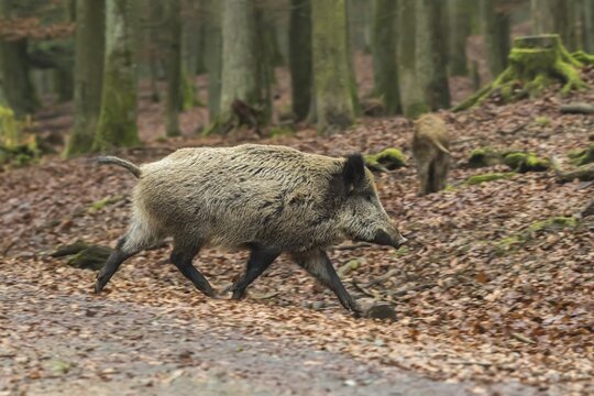 Wild boar, also wild swine or Eurasian wild pig (Sus scrofa) is running, Volcanic Eifel, Rhineland-Palatinate, Germany