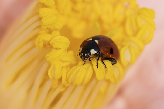 Seven-spot ladybird or ladybug (Coccinella septempunctata) adult insect on a garden Camellia flower in springtime, England, United Kingdom