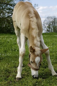 11 days old Haflinger foal at grazing