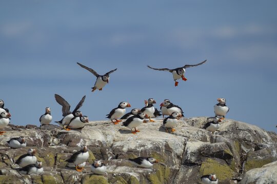 Atlantic puffin (Fratercula arctica) two adult auk seabird birds in flight returning to their colony in summer, Farne islands, Northumberland, England, United Kingdom