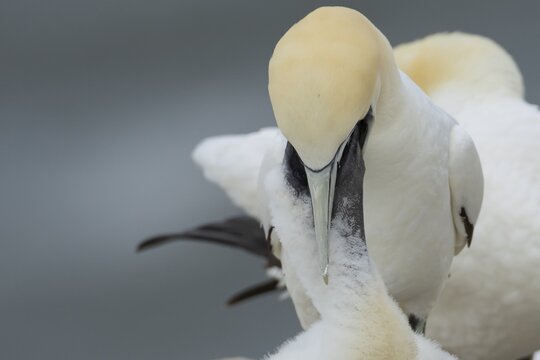 Northern gannet (Morus bassanus) adult seabird bird feeding a juvenile baby chick on a nest on a cliff in summer, RSPB Bempton cliffs nature reserve, Yorkshire, England, United Kingdom