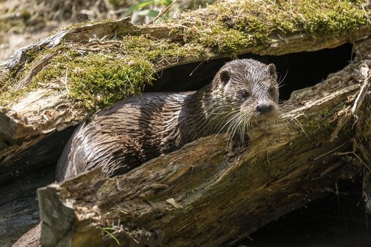 European otter (Lutra lutra) looking out of a hollow tree trunk, captive, Germany