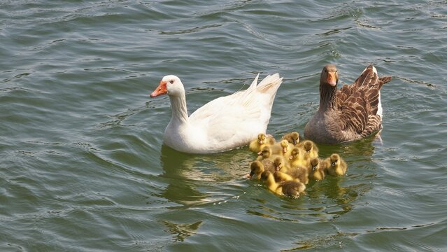 Spring in Crete, duck (anatis), drake, chick, swimming, lake of Agia, western Crete, island of Crete, Greece