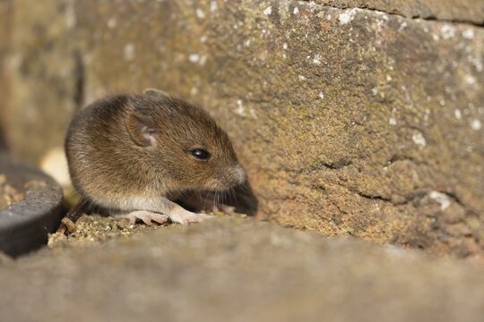 Brown rat (Rattus norvegicus) juvenile baby rodent animal by a building brick wall, England, United Kingdom