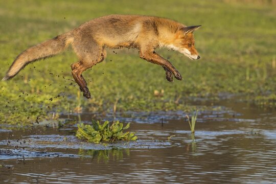Red fox (Vulpes vulpes) jumps over a water body, jump, action, Netherlands