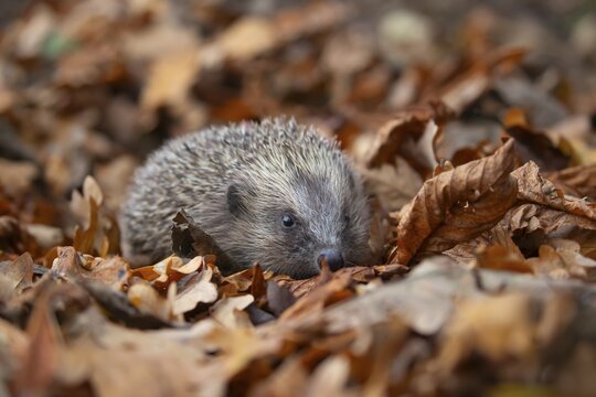 European hedgehog (Erinaceus europaeus) adult animal walking over fallen autumn leaves, Suffolk, England, United Kingdom