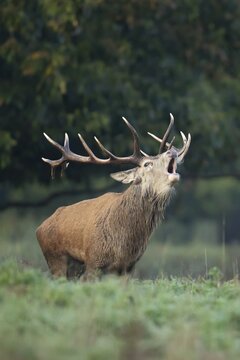 Red deer (Cervus elaphus) adult male stag animal roaring in the rutting season in autumn, England, United Kingdom
