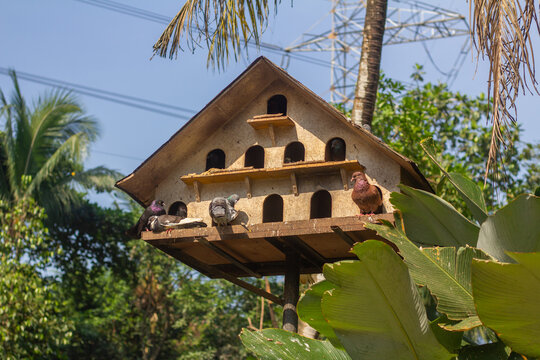 Group of domestic pigeons and doves perching on a large multi-level wooden dovecote house in a tropical garden setting