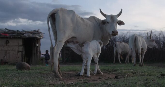 White calf nursing from its mother cow in a traditional Kenyan village at dusk.