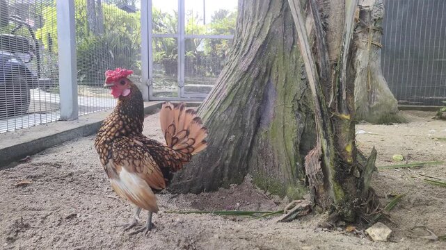 Golden Sebright Bantam Rooster on outdoor farm. Rural livestock photography for Website Banner, Hero Header, Wide Background with Copy Space and Design Space.