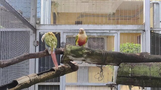 Green-Cheeked Conure Parrots on Wooden Perch in Aviary, Wildlife Conservation and Pet Care Concept, Website Banner, Wide Background