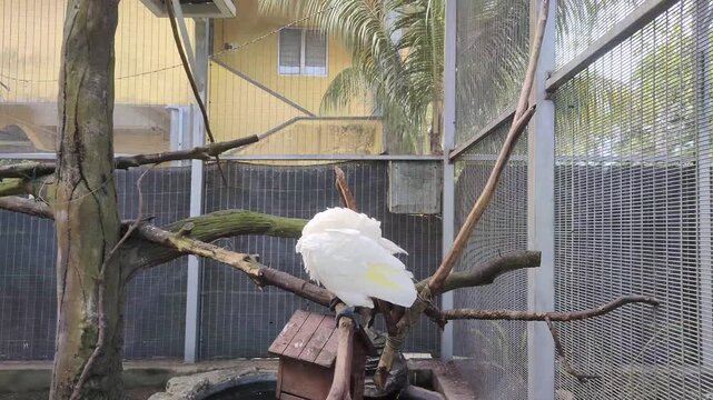 White Cockatoo Preening in Tropical Aviary, Website Banner, Hero Header, Wide Background for Wildlife Conservation