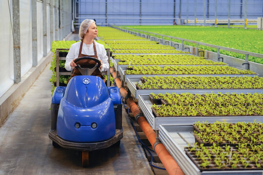 Worker operates a blue utility vehicle, moving trays of developing salad and dill plants inside a modern, brightly lit hydroponic greenhouse