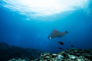 Fototapeta premium Wide Angle Underwater View of a Reef Manta in Crystal Clear Water