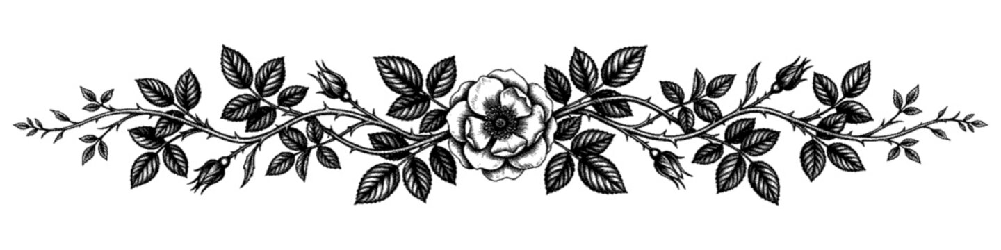 Dithered Art Decorative floral rose vine border illustration for Tattoo Design Element