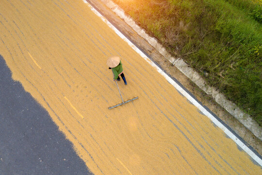 From above, a worker wearing uses a rake to spread harvested rice grains evenly across a large drying field in rural.