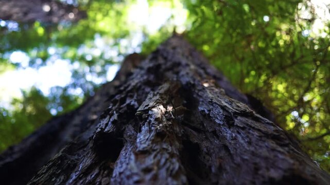 Tilting up close along towering redwood trunk to canopy