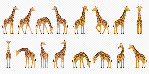 Set of cartoon giraffes in various poses, including standing, walking, and bending down to eat, isolated on a transparent background. © Akun