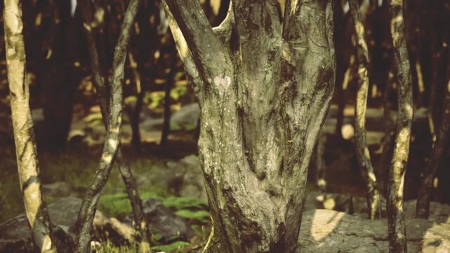 Sunlit birch trunks in rocky forest, moss covered bark and exposed roots creating textured foreground, dappled golden light through thin canopy, quiet moody