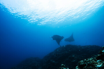 Fototapeta premium Twin Reef Mantas Cruising Over a Coral Reef