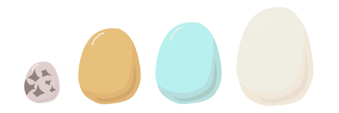 Types of poultry eggs: quail, chicken, duck, and goose egg. This flat illustration 