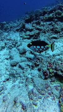 Clown triggerfish swimming over a coral reef in the tropical blue ocean