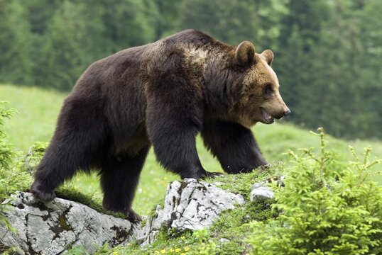 Brown Bear (Ursus arctos), Eng-Alm alpine pasture, Karwendel Range, Tyrol, Austria, Europe