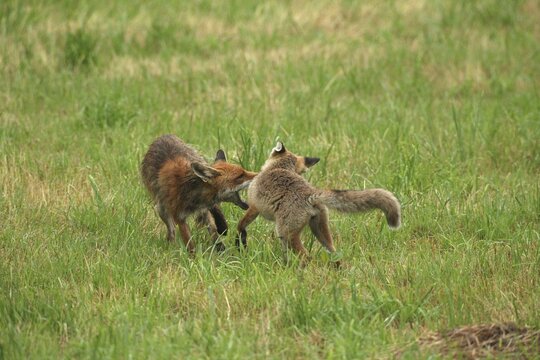 Red fox (Vulpes vulpes) male bites away weaned young, should finally become independent, mown meadow, light rain, Allg&auml;u, Bavaria, Germany, Allg&auml;u, Bavaria, Germany