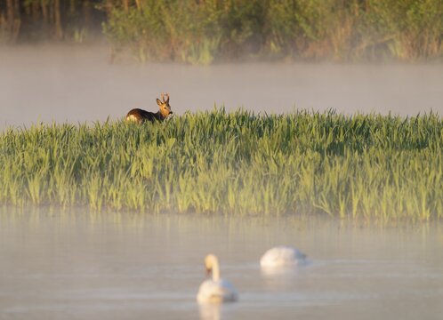 Roe deer (Capreolus capreolus), roebuck standing in a wet meadow, in a wetland biotope at a lake, morning mist, warm morning light, mute swans (Cygnus olor) on the water, Lower Saxony, Germany