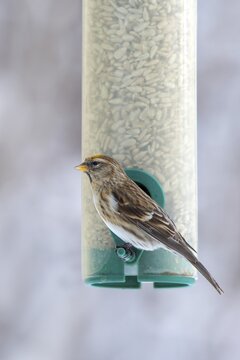 Linnet (Carduelis cannabina), very rare yellow colour variety, at winter feeding, Schwaz, Tyrol, Austria