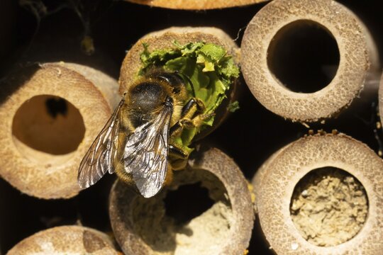 Leaf cutter bee (Megachile centuncularis) adult insect returning to a bee hotel box with leaves in summer, England, United Kingdom