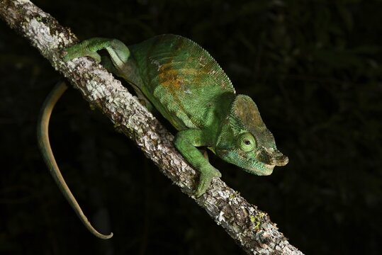 Parsons chameleon (calumma parsonii cristifer), male, rainforest, national park, Madagascar