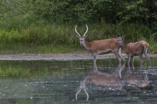 A red deer (Cervus elaphus) and a red deer, in this case a narrow-headed deer, enjoy the cooling water of a pond well hidden in the forest, June, Germany