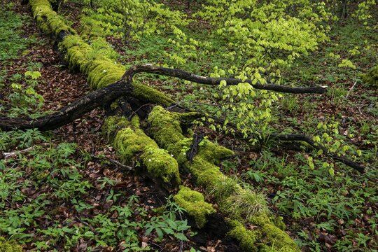 Old beech forest with dead wood in Jasmund National Park on R&uuml;gen, Sassnitz, R&uuml;gen, Mecklenburg-Western Pomerania, Germany