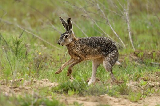European hare (Lepus europaeus) running on a field path, wildlife, Rhineland-Palatinate, Germany