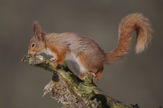 Red squirrel (Sciurus vulgaris) adult animal on a tree stump in winter, Scotland, United Kingdom
