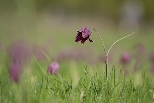 Snake's head fritillary (Fritillaria meleagris) single wildflower in a meadow of flowers in spring, England, United Kingdom