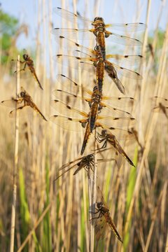 Four-spotted damselfly (Libellula quadrimaculata), Four-spotted chaser, Summer, Sailing dragonfly, Mass hatching, Natural spectacle, Shallow water, Lakes and rivers, Biosphere reserve, nature park park, Middle Elbe, River landscape Middle Elbe, Elbe, Saxony-Anhalt, Germany