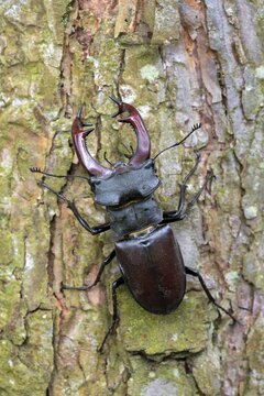 Stag beetle male (Lucanus cervus), sitting on the bark of a pine tree, Limbach, Burgenland, Austria