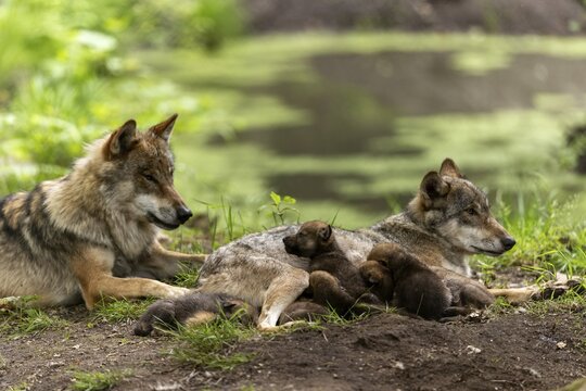 A pack of wolves rests in a green environment, the pups cuddle up to their mother, European grey gray wolf (Canis lupus)