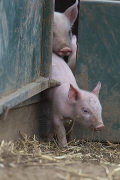 Pig (Sus domesticus) juvenile piglet squeezing out of a pigsty Suffolk, England, United Kingdom
