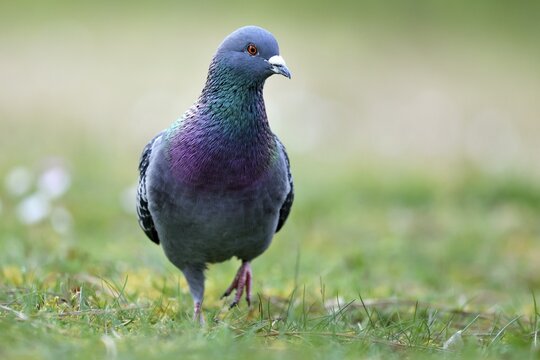 City dove (Columba livia forma domestica) running in the grass, Germany