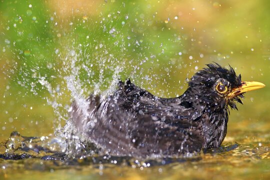 Blackbird (Turdus merula) male bathes in shallow water, Germany