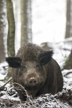 Wild boar (Sus scrofa), sow in winter with snow, Vulkaneifel, Rhineland-Palatinate, Germany